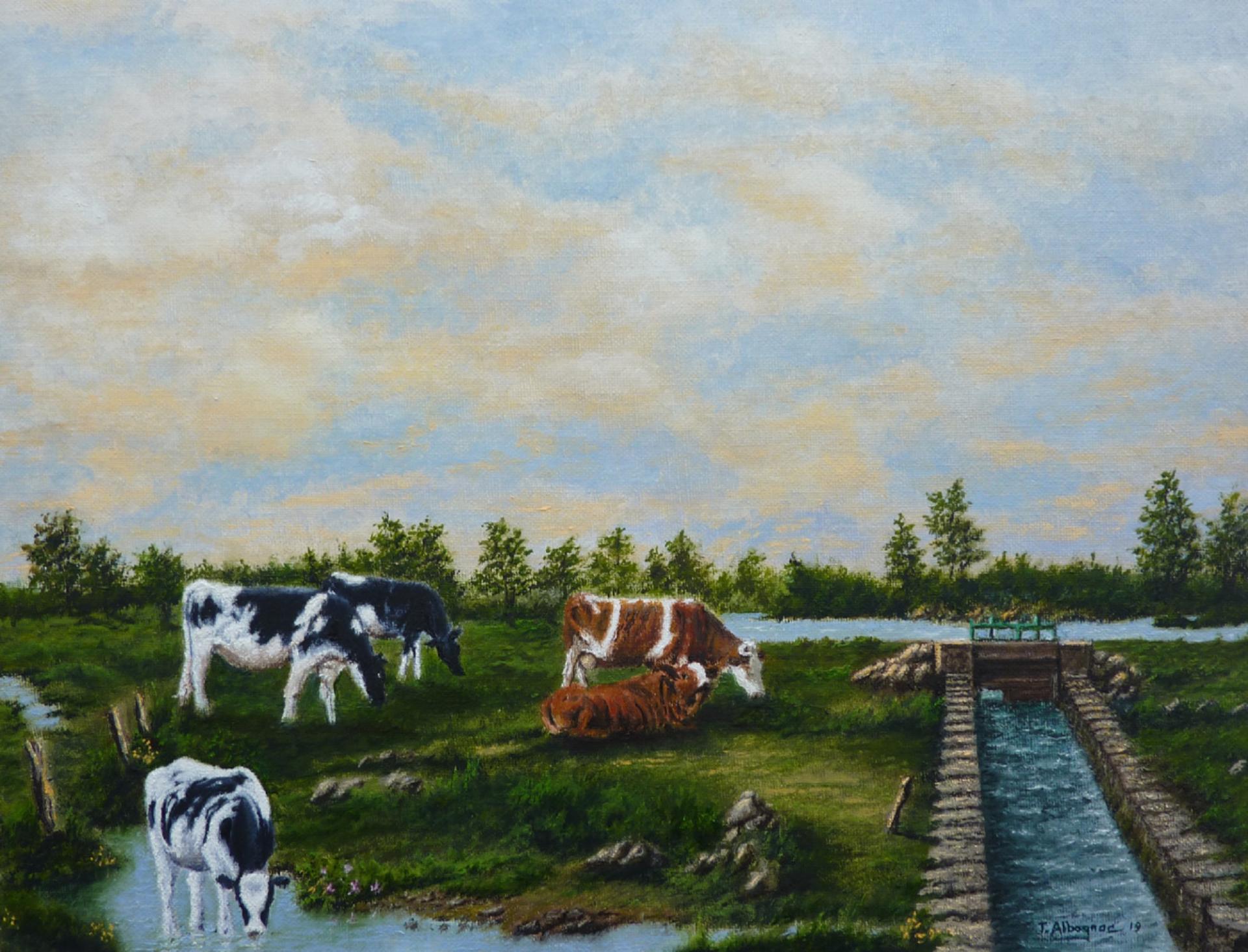  Vaches au canal